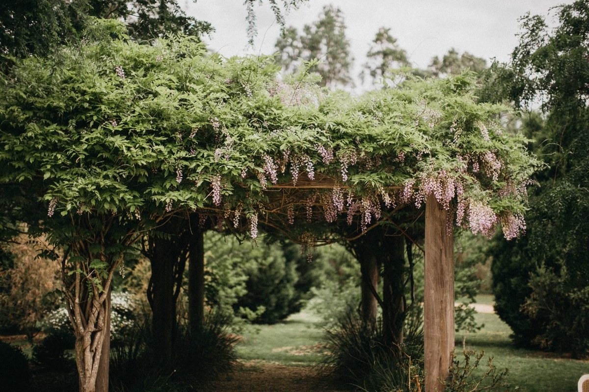 Ceremony arbor at Redleaf Wollombi — Joshua Mikhaiel, documentary wedding photographer A garden arbor is decorated with flowers and greenery. Photograph by documentary wedding photographer Joshua Mikhaiel.