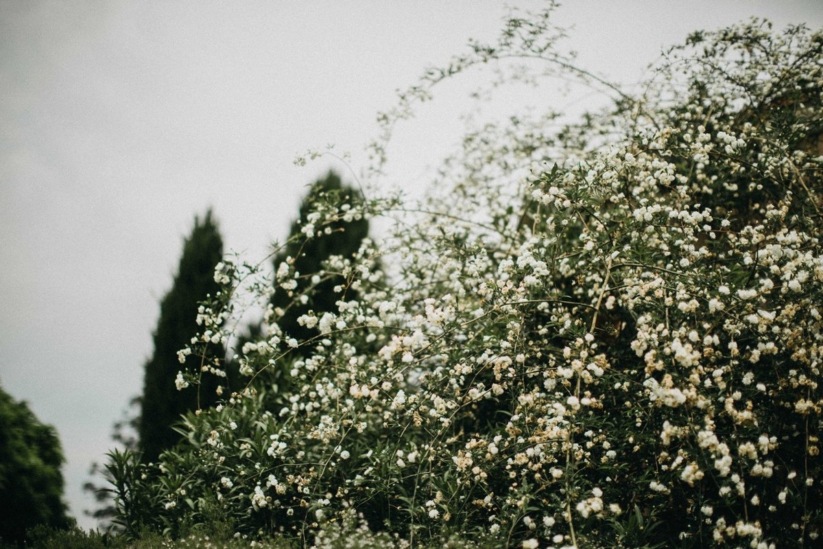 Garden blossoms at Redleaf — Joshua Mikhaiel, documentary wedding photographer White flowering branches fill the garden against a cloudy sky. Photograph by documentary wedding photographer Joshua Mikhaiel.