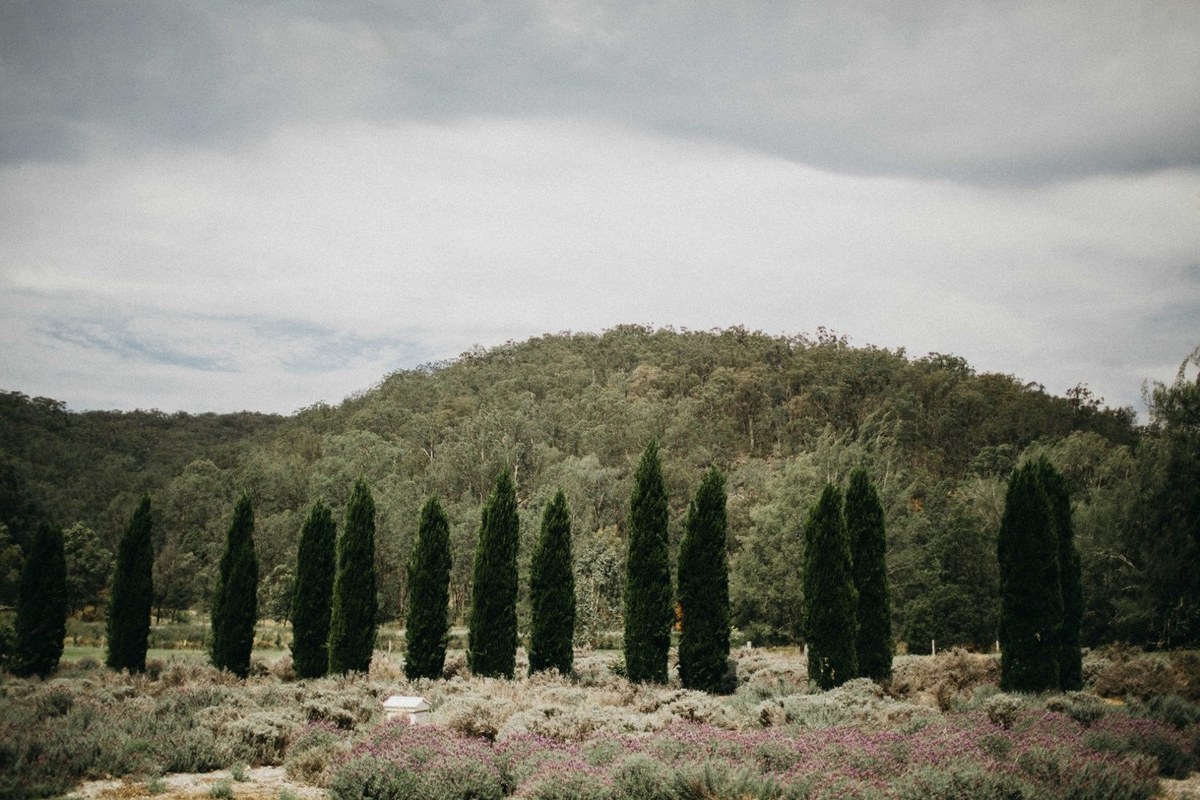 Redleaf Wollombi gardens — Joshua Mikhaiel, documentary wedding photographer A row of cypress trees borders the garden lawn. Photograph by documentary wedding photographer Joshua Mikhaiel.